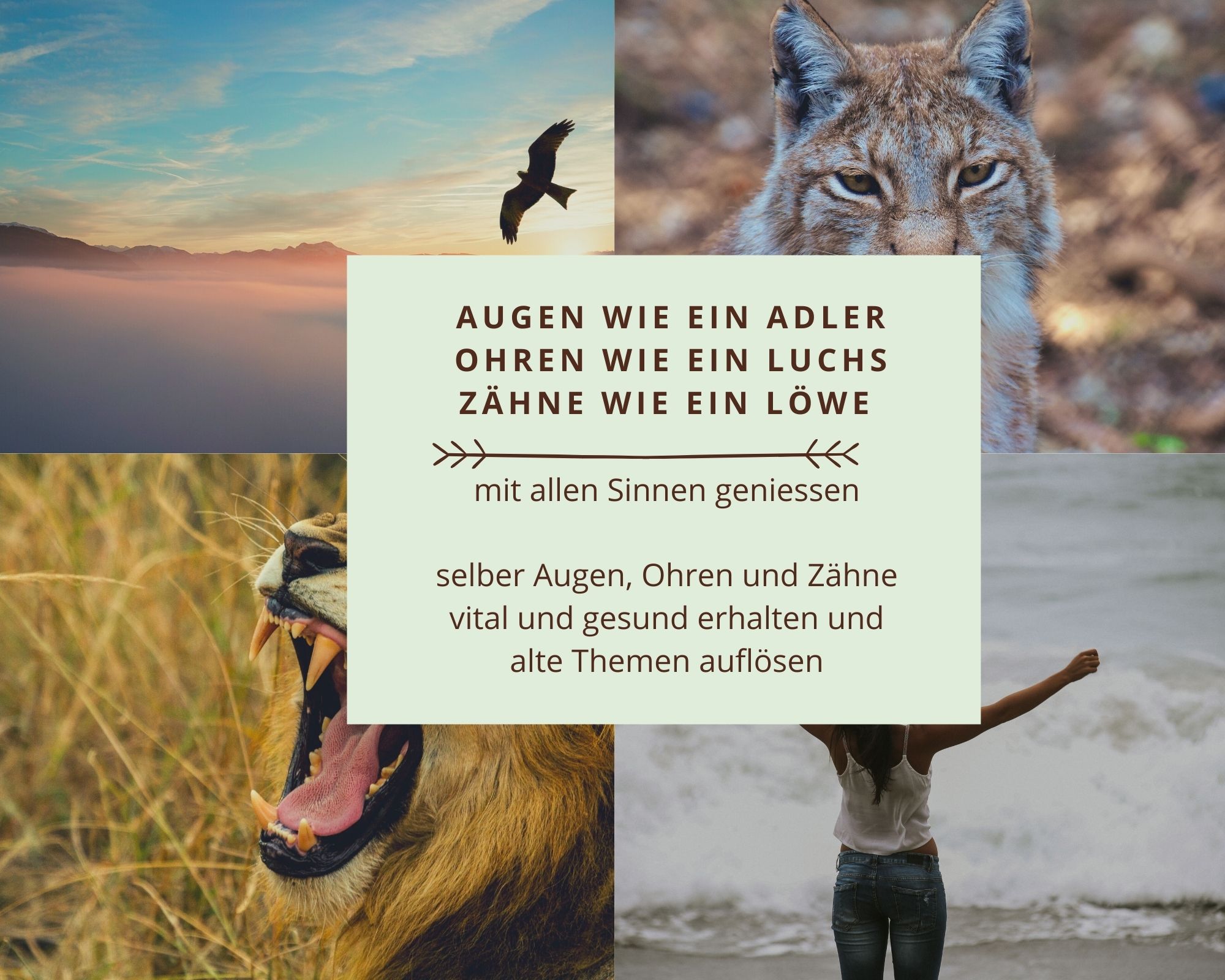 Augen wir ein ADler Hören wie ein Luchs Biss wie ein Raubtiger Collage zum Thema Sehen, Öhren, Zähne