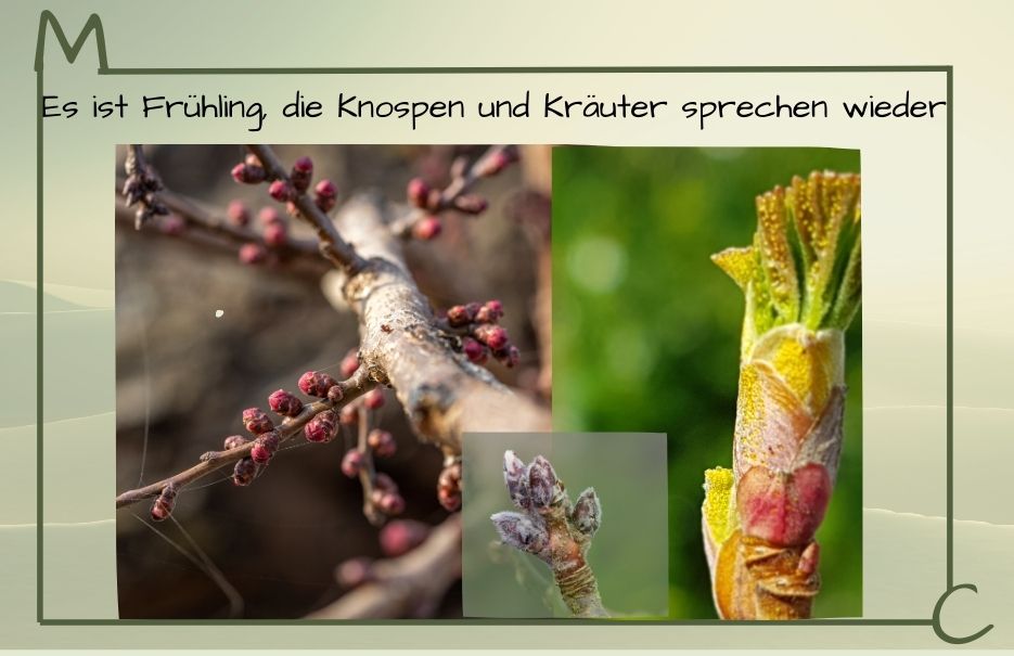 Es ist Frühling, die Knospen und Kräuter sprechen wieder