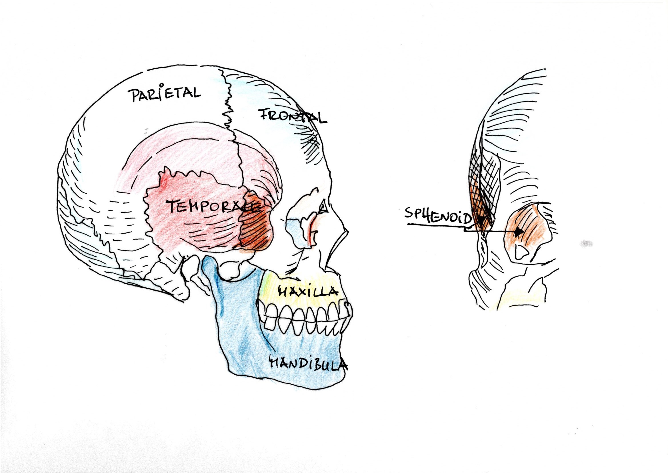 Kiefer lockern, Schädelbild mit den Kieferzonen