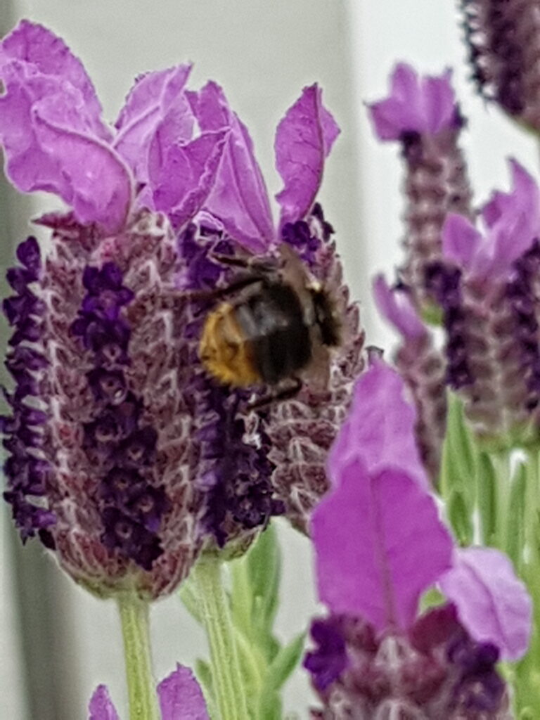 Lavendelblüte mit Hummel