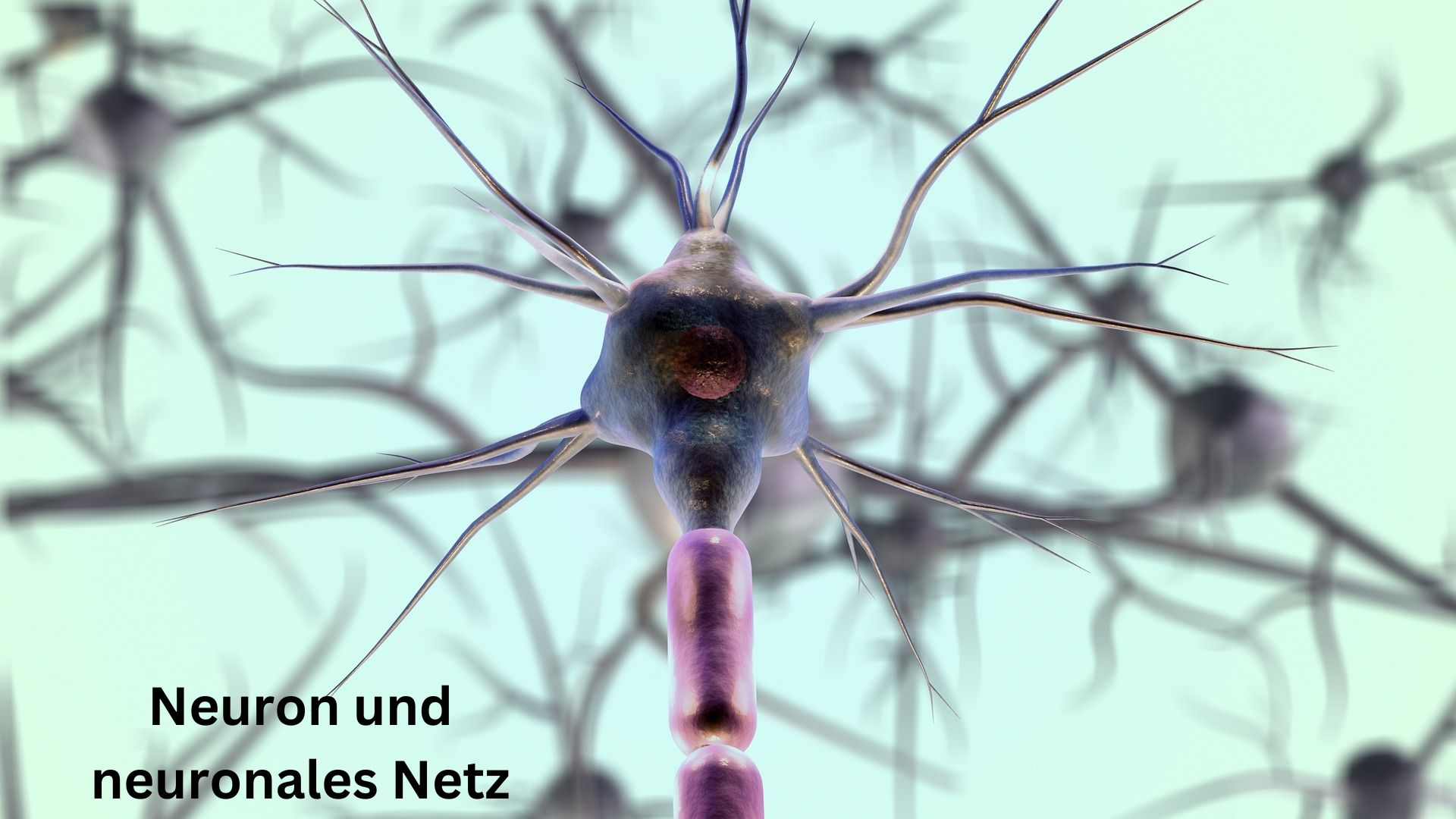 neuron und neuronales netzwerk
