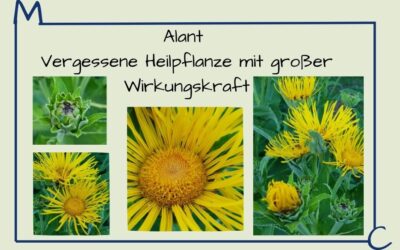 Alant – Die vergessene Heilpflanze mit großer Wirkungskraft