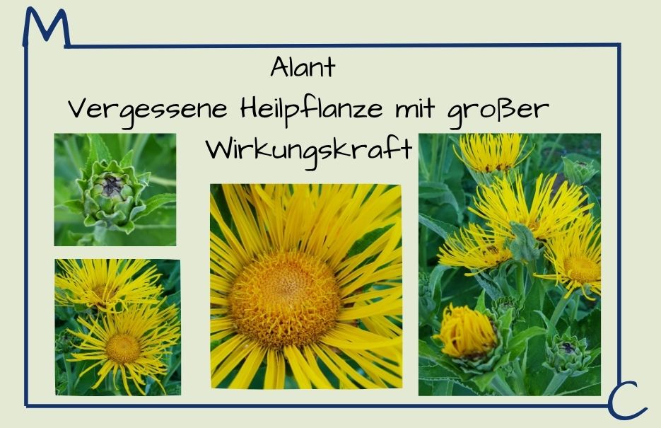 Alant, Titelbild mit einigen Fotos von Alantpflanzen