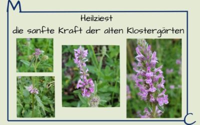 Heilziest – Die sanfte Kraft der alten Klostergärten