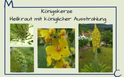 Königskerze – Heilkraut mit königlicher Ausstrahlung