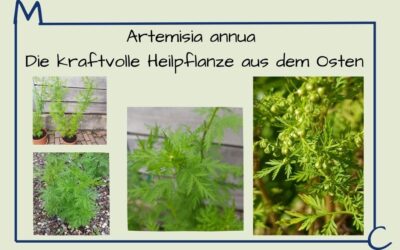 Artemisia annua – Die kraftvolle Heilpflanze aus dem Fernen Osten