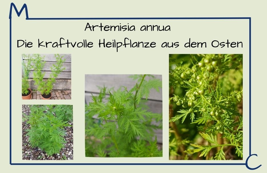 Artemisia annua Bildersammlung für einen Blogartikel über Artemisia