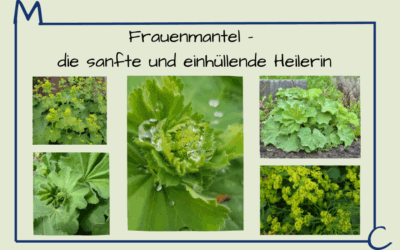 Frauenmantel (Alchemilla vulgaris) – Die sanfte und einhüllende Heilerin
