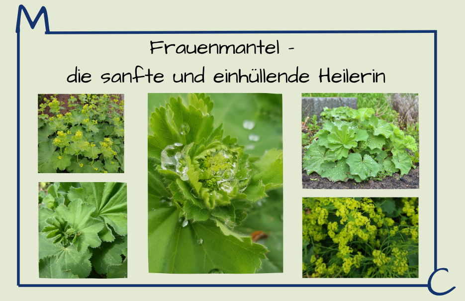 Bildersammlung über Frauenmantel