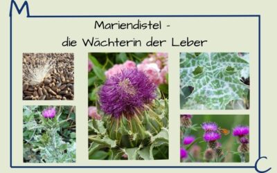 Mariendistel (Silybum marianum) – Die Wächterin der Leber