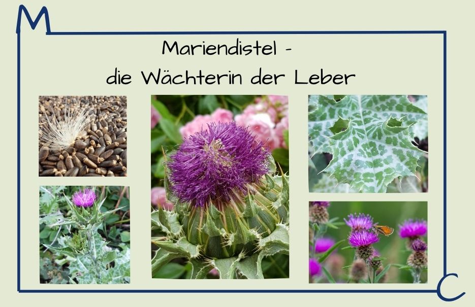 Mariendistel (Silybum marianum) – Die Wächterin der Leber